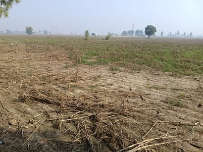 In Bhimwala village, 200 acres of land are infested with beans, preventing wheat cultivation