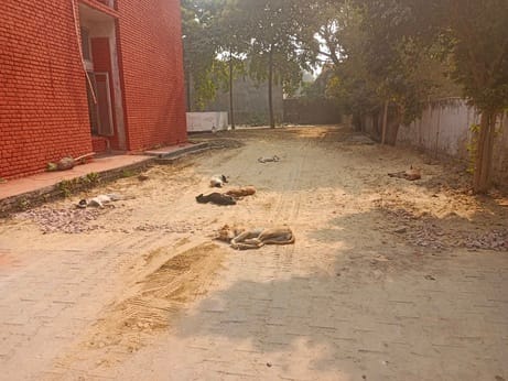 Gum spent 1.8 million rupees on stray dogs in eight and a half months, but the number of hospital patients is still increasing.