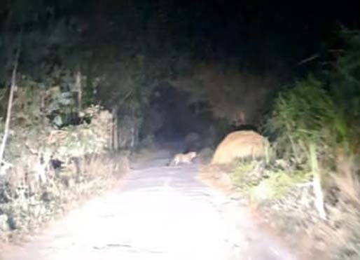 After Mohanpur, tiger was seen near Dhakna Lahiya.