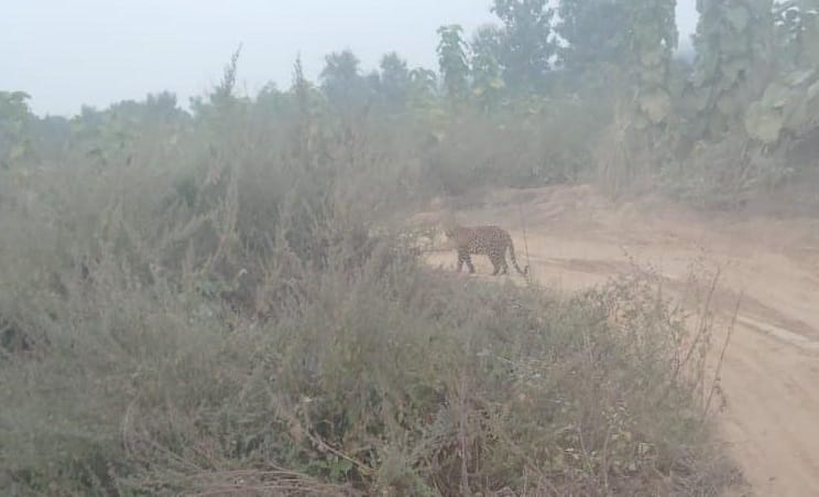 Leopard spotted again in Pakriyar village