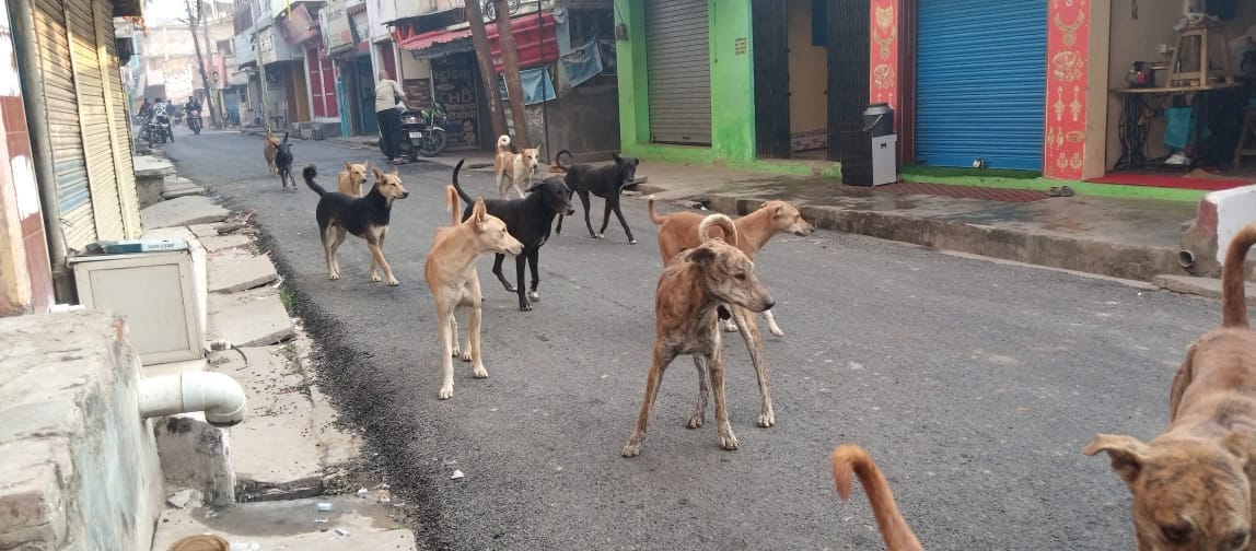Protect yourself from dogs and monkeys, there are no arrangements in the government system.