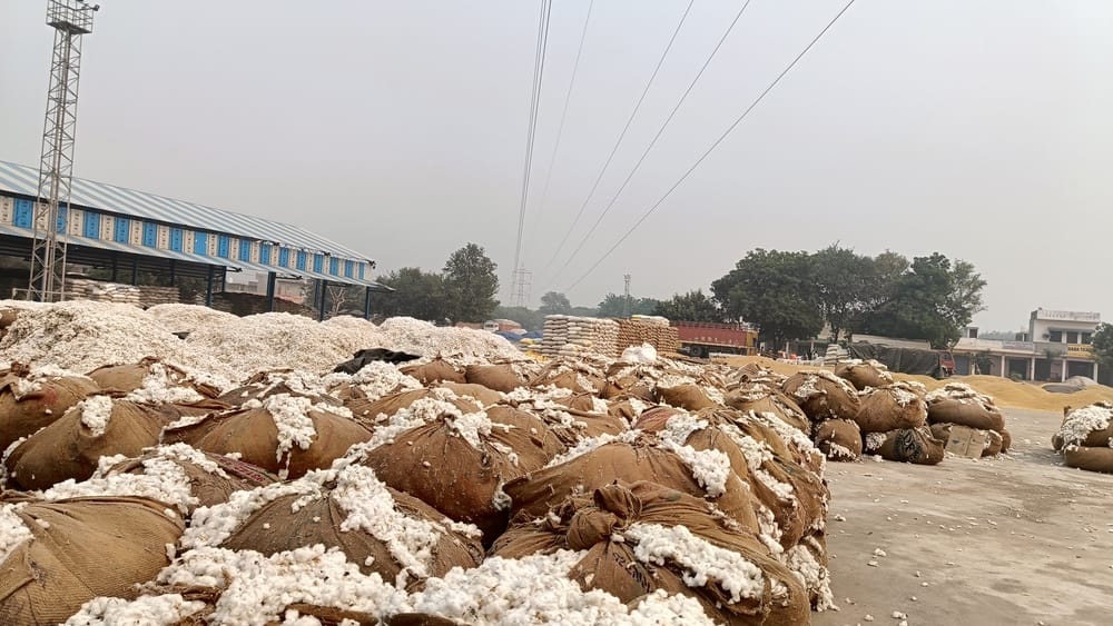 Farmers are only getting dates for government purchase of cotton
