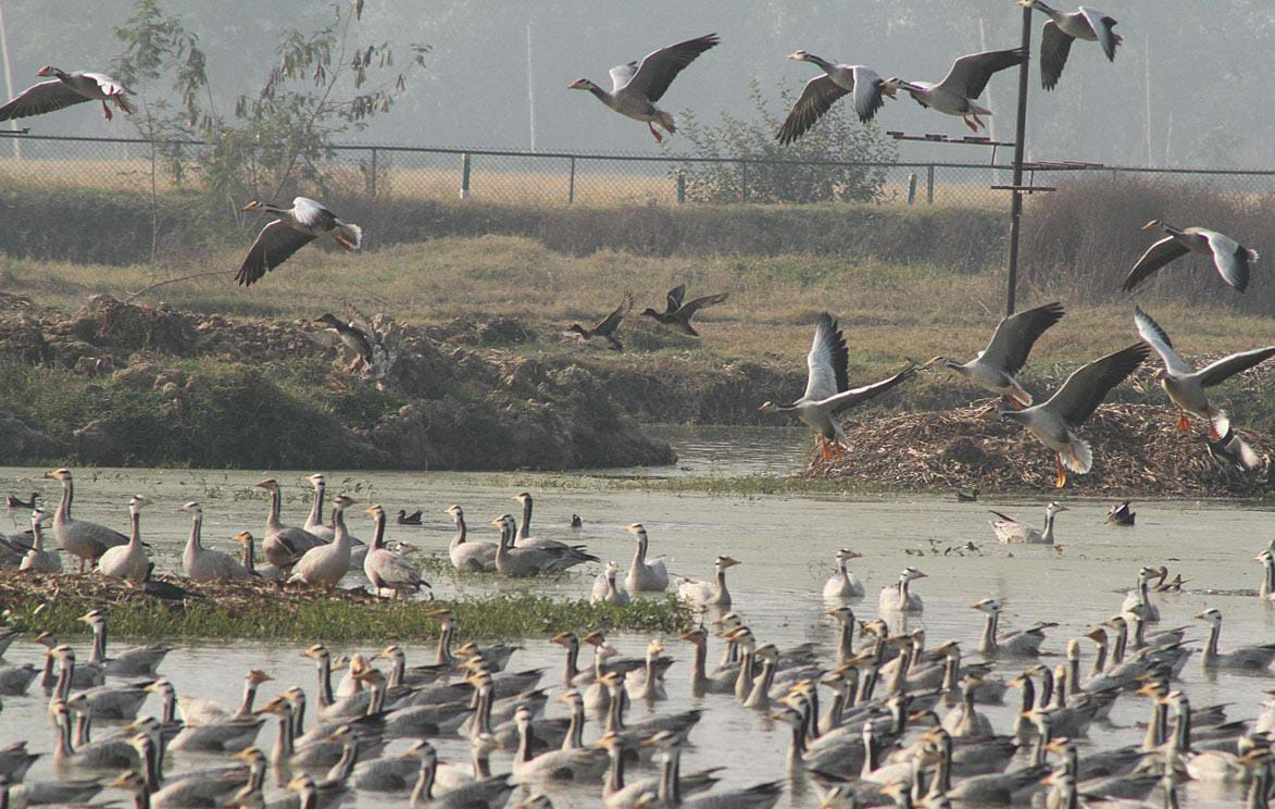 rspura news, wetland news