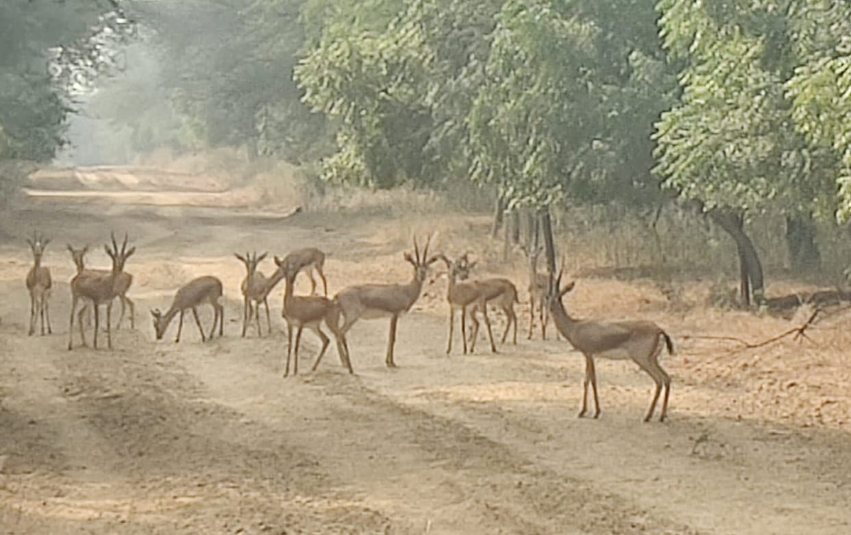 Security at the Chinkara Centre will be strengthened at a cost of Rs 7 lakh, with barbed wire being installed on the walls.