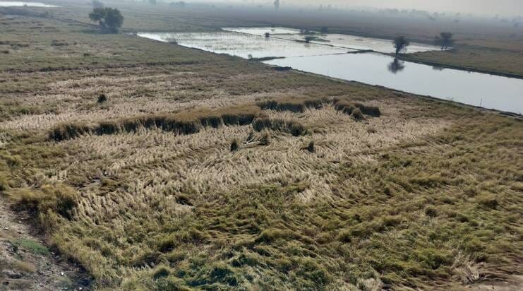 Waterlogging drowns farmers' hard work, rotting their dreams along with their paddy.