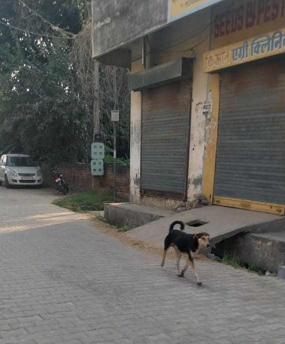 Despite Supreme Court orders, administration maintains silence, stray dogs continue to target people