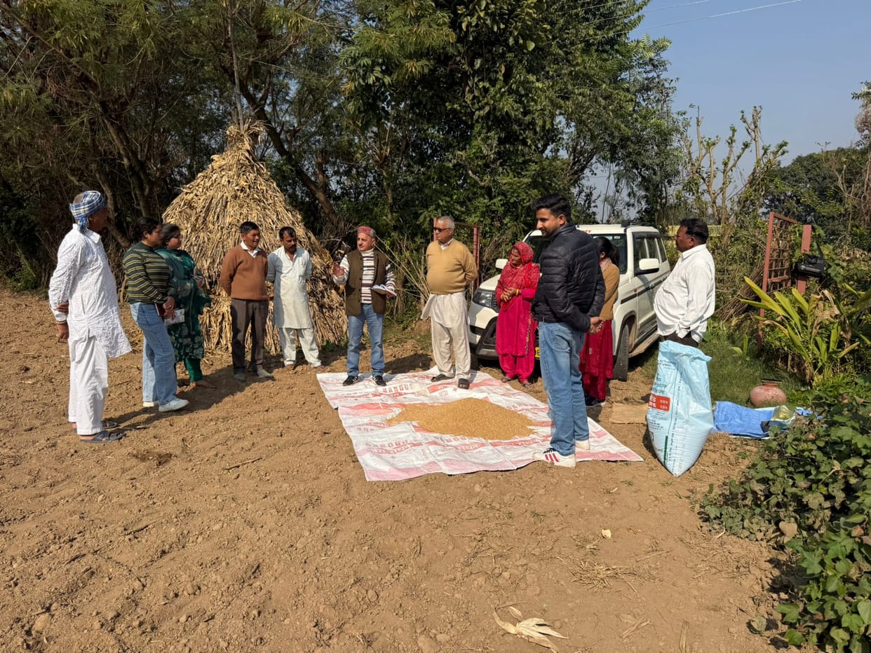 Wheat sowing taught using seed drill method