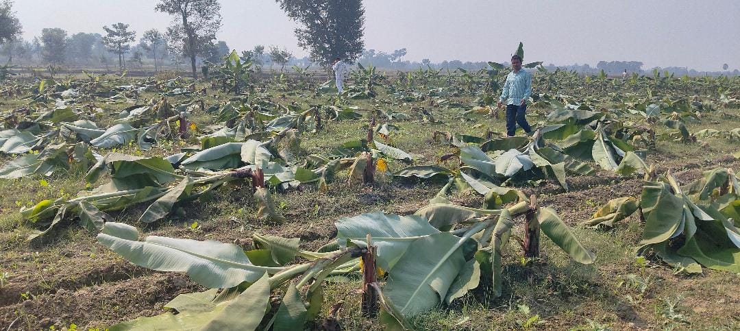 Three thousand banana trees were cut, causing losses worth lakhs.