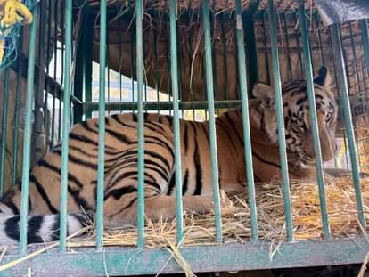 Caged tiger sent to Kanpur zoo