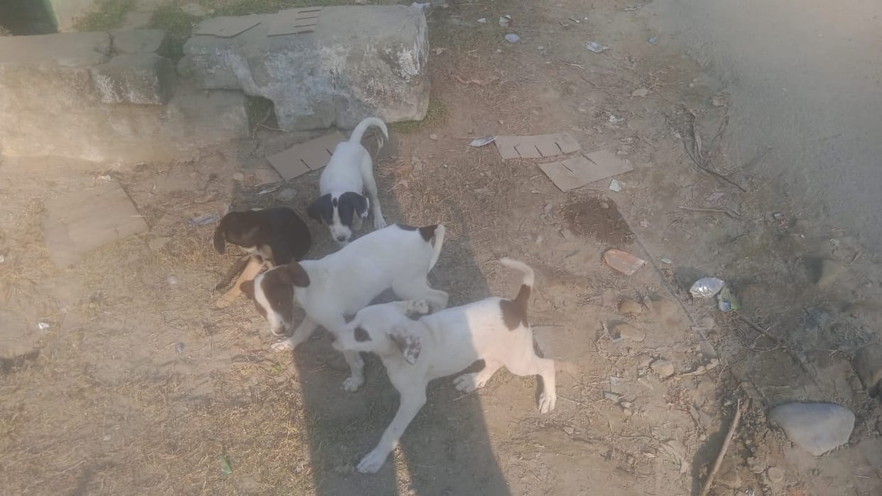 Now stray dogs are taking a toll on people's lives.