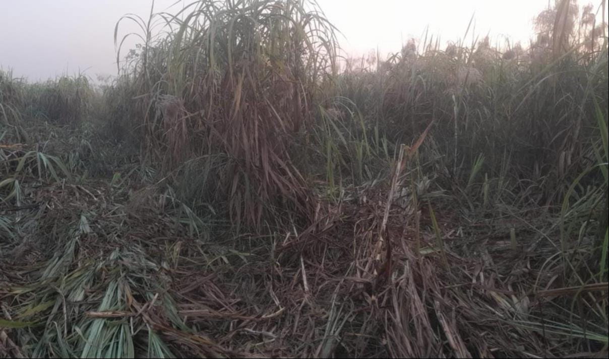 The department did a superficial job in removing encroachment on forest land.