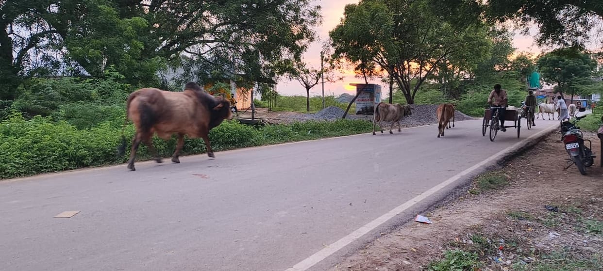 Bull lifts elderly farmer with its horns and beats him to death