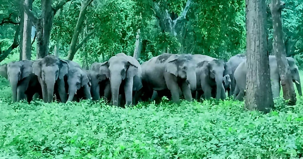 Nepalese elephants arrived at the beginning of winter this year, instead of during the rainy season
