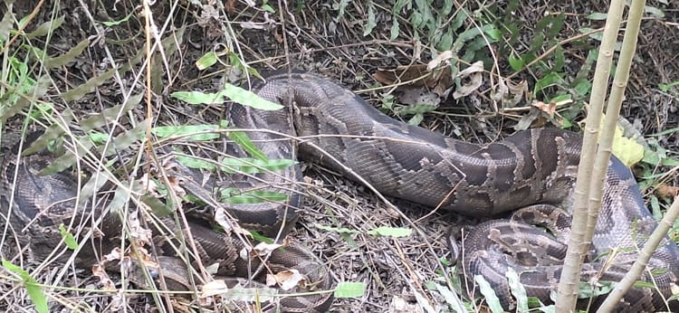 Bihar: मुजफ्फरपुर में दिखा 20 फीट का विशालकाय अजगर, वन विभाग ने चार घंटे के रेस्क्यू के बाद जंगल में छोड़ा