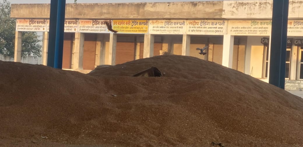 Record purchase of millet in Badhra, arrival of 1,26,482 lakh quintals