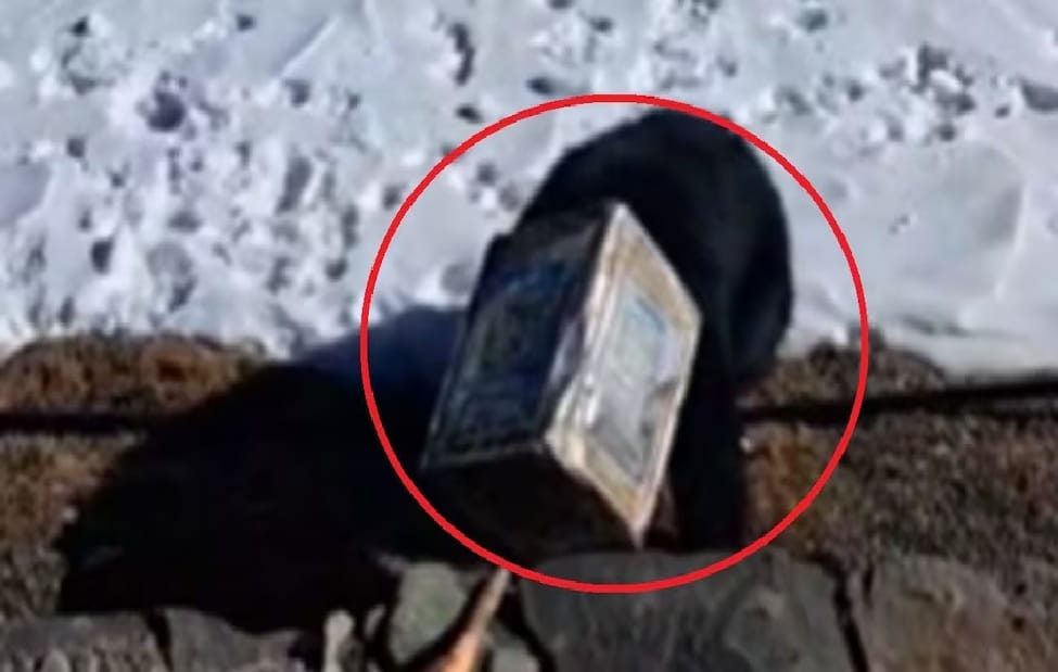 Team reaches Dal Lake, will remove tin from bear's head
