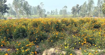 Floriculture Policy will be developed to promote flower production in Uttarakhand read All Updates in hindi