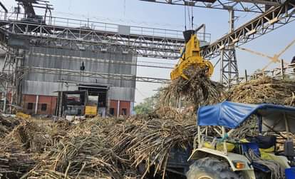 Sugar Production gathers pace as sowing recovery improves Mills news and updates
