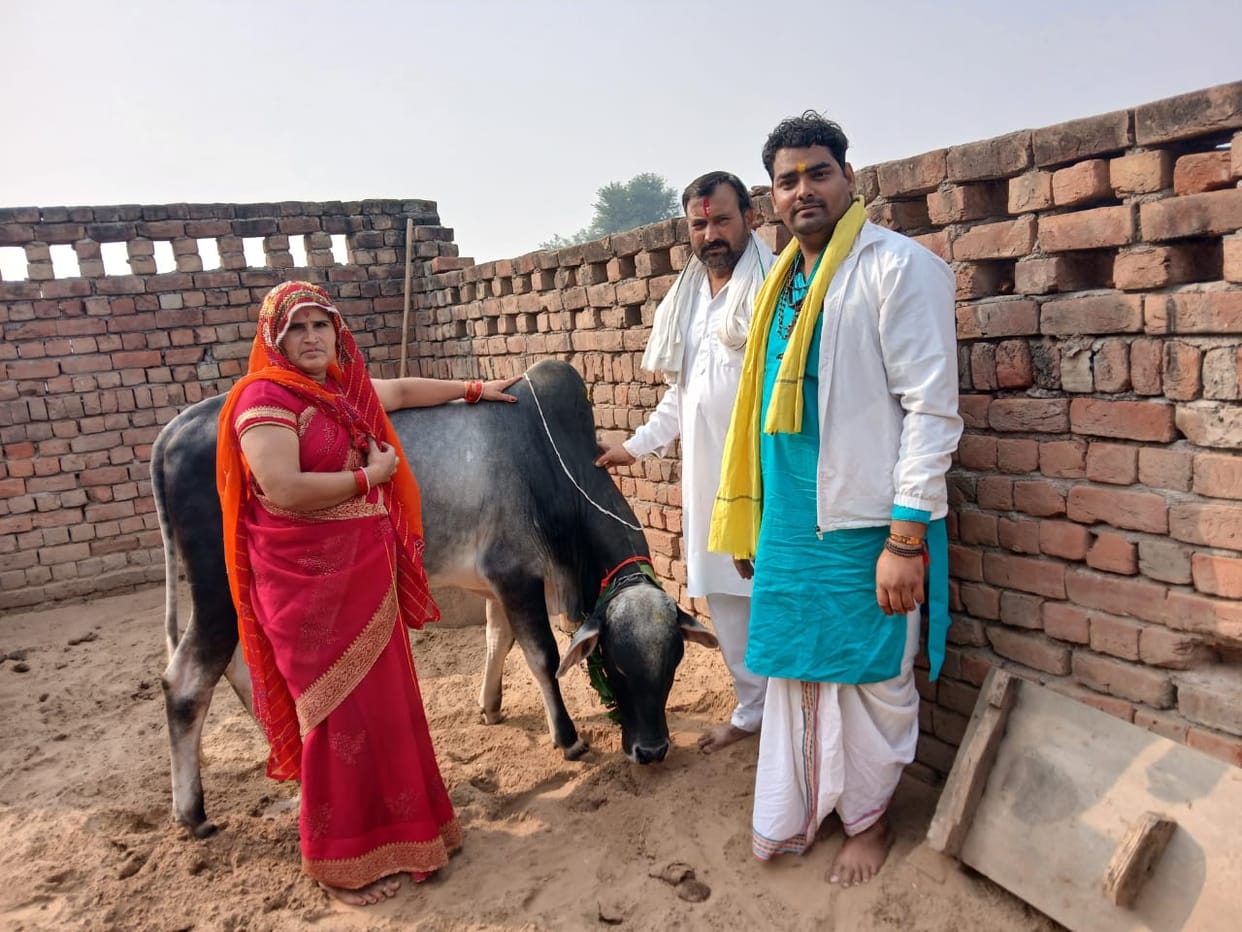 A unique wedding of a bull and a cow in Dhangar village, performed under the Vrishotsarga ritual