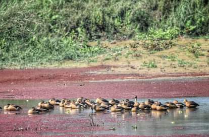 The water bodies of Kishanpur Sanctuary are colourful with migratory birds