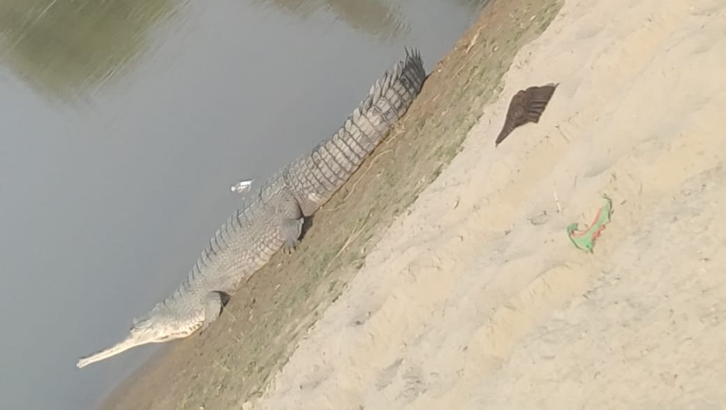 Crocodiles spotted near Jauner village, villagers panicked and staged protests