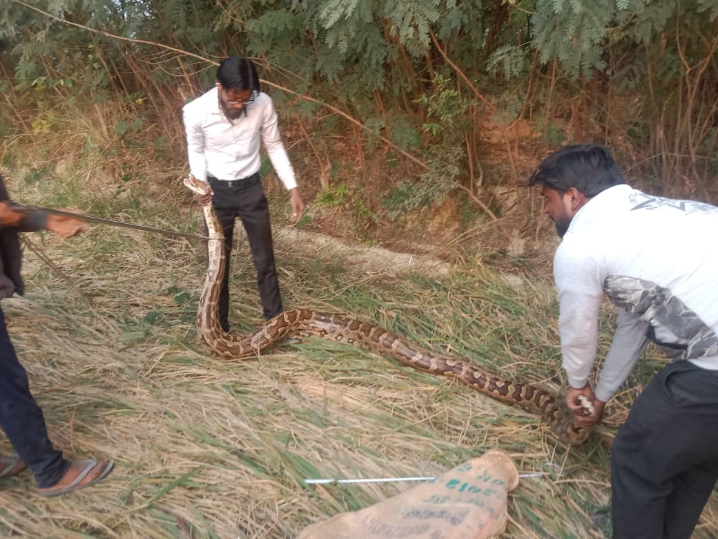 Python seen in temple premises and fields