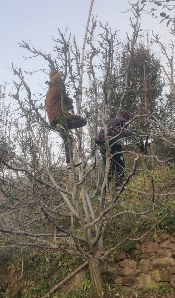 Pruning work begins in apple orchards