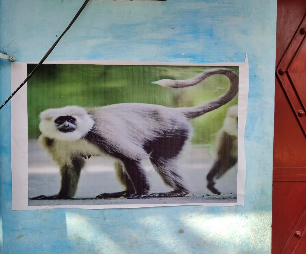 Troubled by the terror of monkeys, people pasted posters of langurs on their houses.