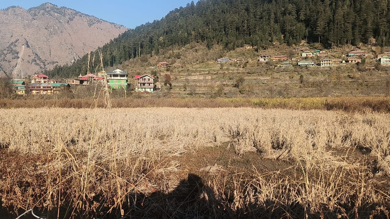 The paddy crop planted in five bigha area dried up