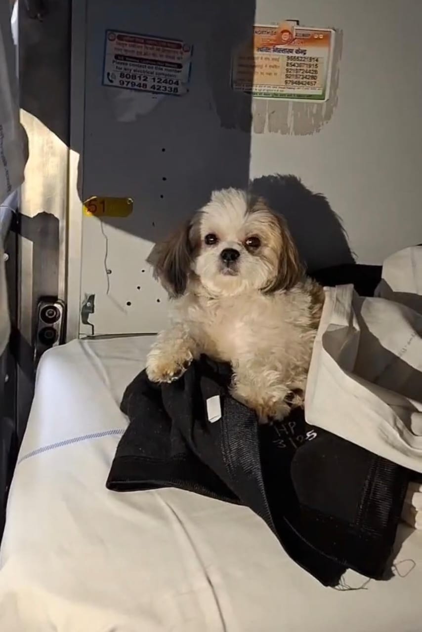 Kittu, a domestic dog, travelled on a seat in the AC compartment of the Amarnath Express, covered in a blanket