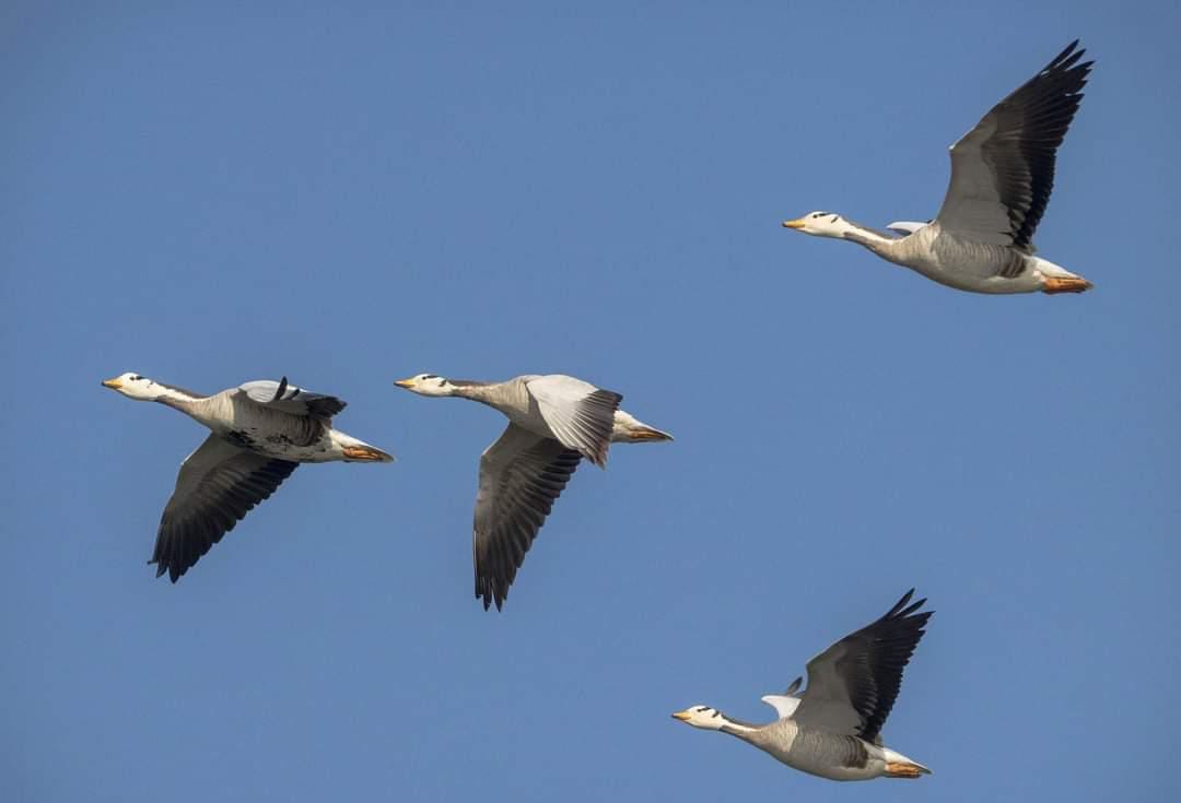 Migratory birds reach Hastinapur Sanctuary after crossing seven seas