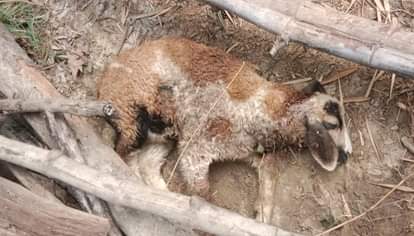 Three sheep killed in leopard attack, panic in village