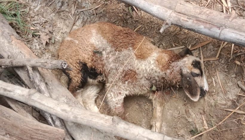 Three sheep killed in leopard attack, panic in village