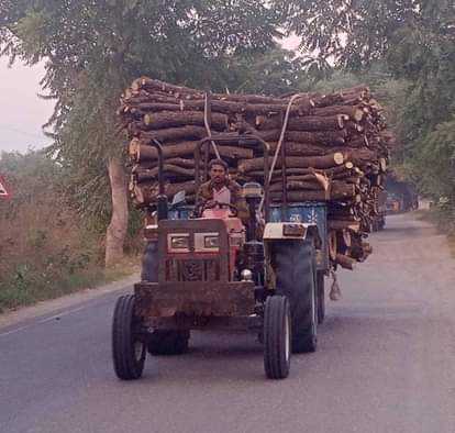 Felling of trees a cause of concern, action demanded