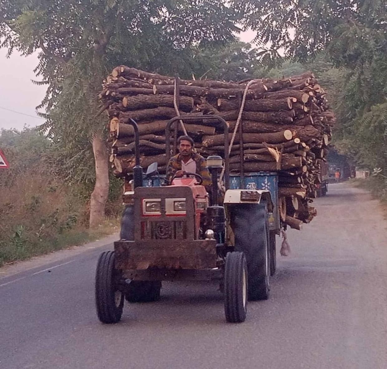 Felling of trees a cause of concern, action demanded