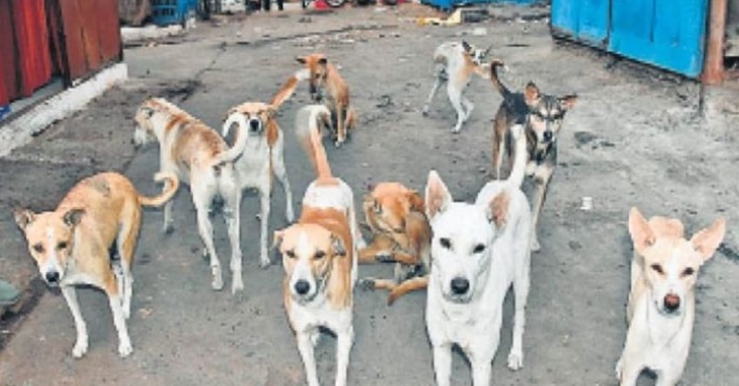 Dogs have become street thugs...creating ruckus all night long