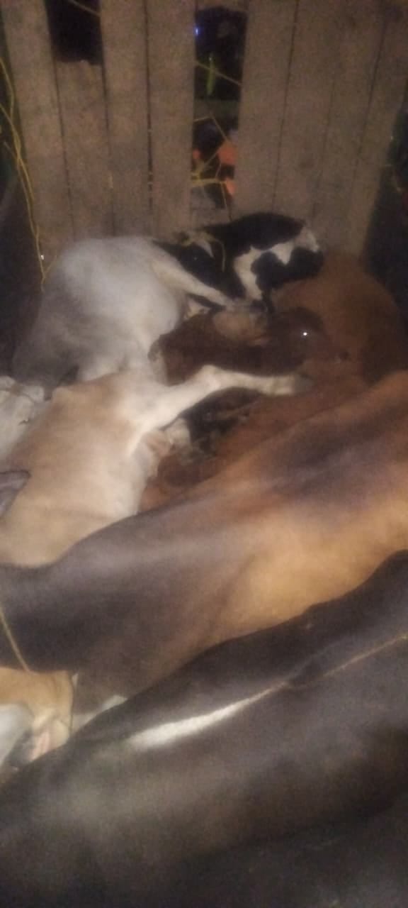 agra news pinahat dhaba burned