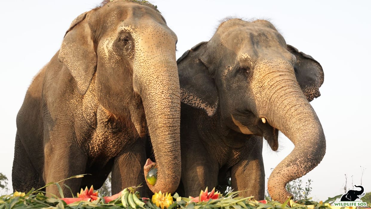 Maya and Bijli celebrated 15 years of independence.