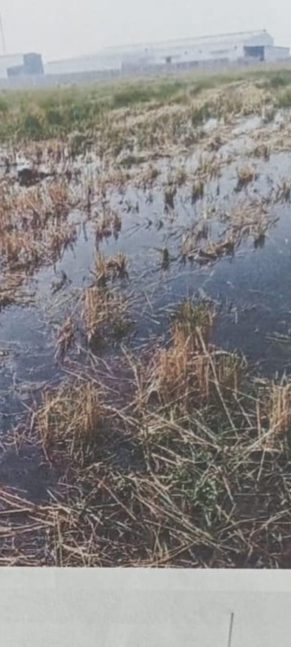 Two and a half acres of paddy crop damaged by chemical water