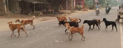 घूमते कुत्ते