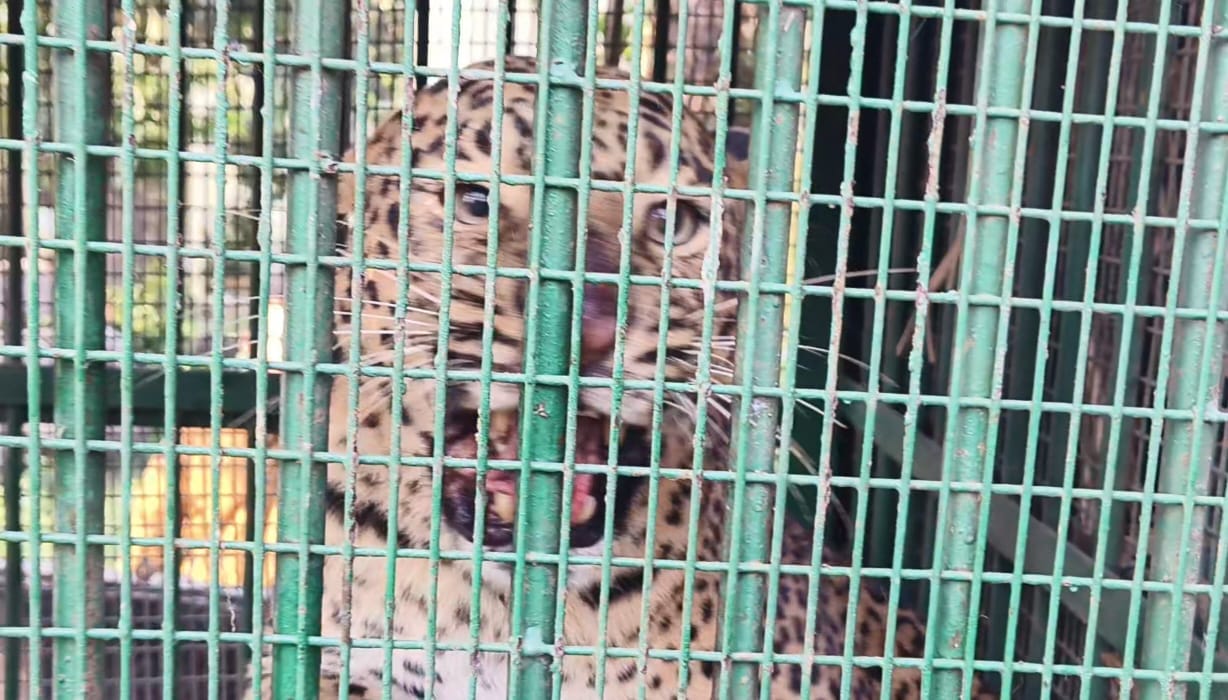 Female leopard trapped in cage set to capture tiger