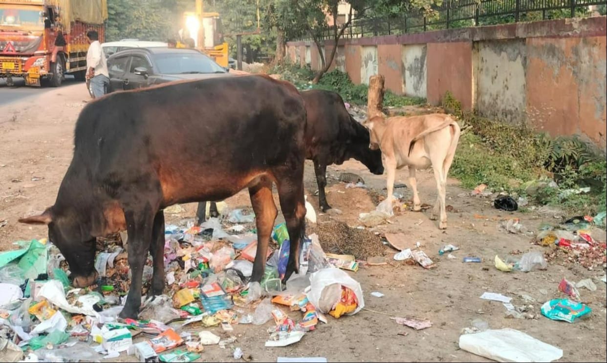 The campaign to send destitute cattle to cow shelters is slow.