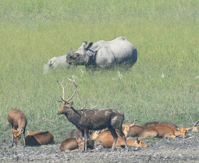 Tourists are thrilled to see rhinoceros and barasingha basking in the sun in Dudhwa.