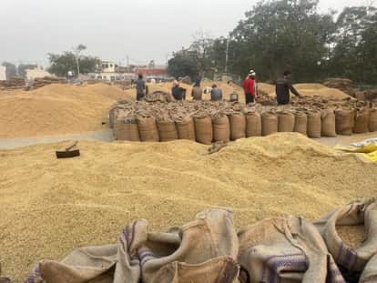 Floods hit paddy in Punjab Production fell 2.4 million metric tons short of target, procurement targets failed