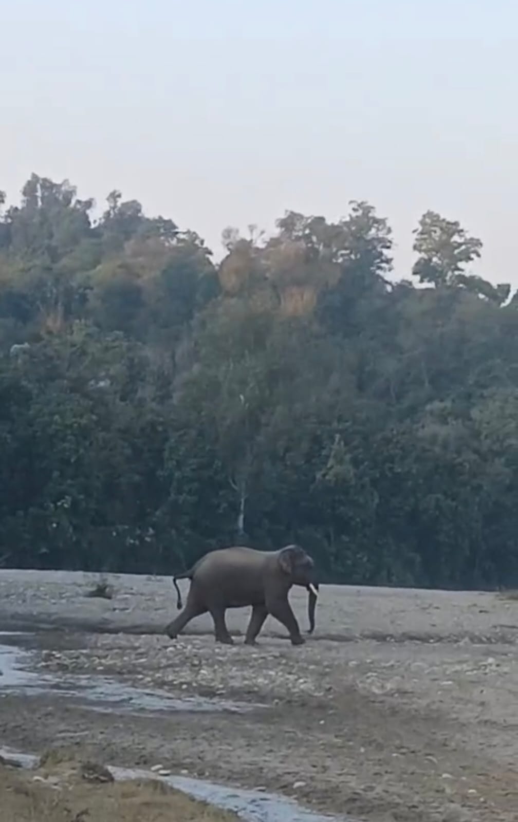 Elephant came out of the forest and reached the populated area
