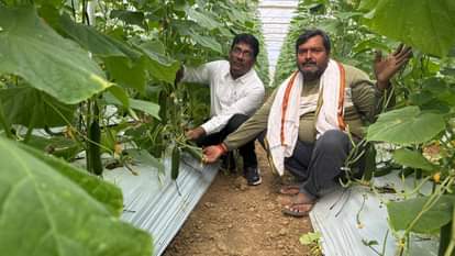 European cucumber grown in Baghoda is enhancing the taste of food