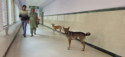 Dogs are everywhere in the Civil Hospital, from corridors to wards.