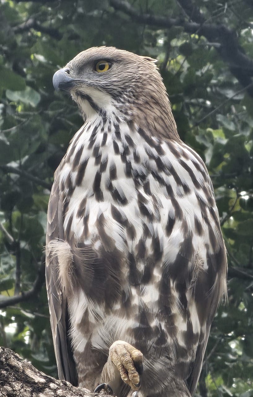 More than 56 birds were seen in Kalagarh, their chirping was heard.