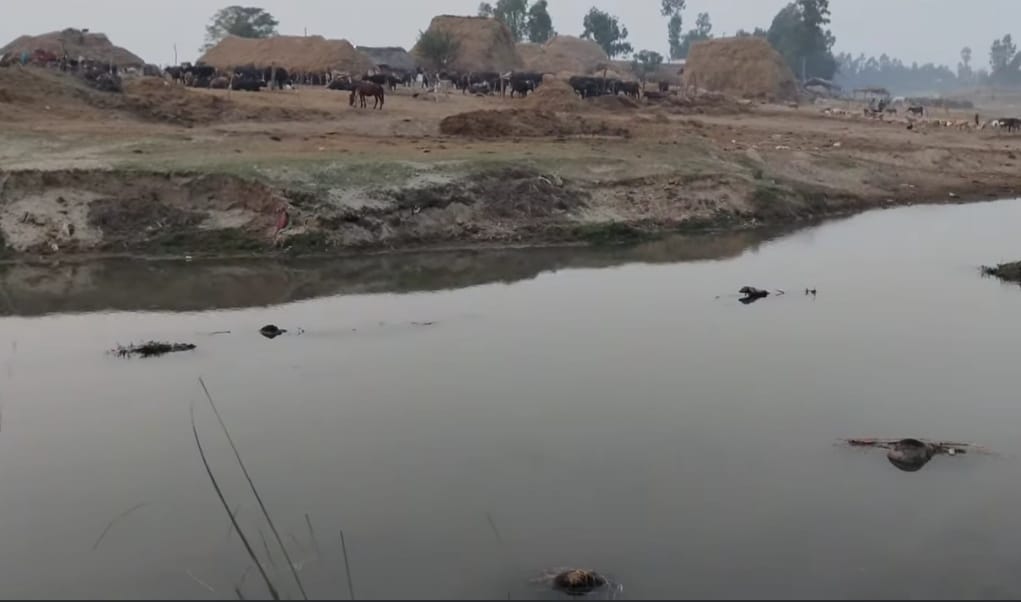 arnia news, water pollution news