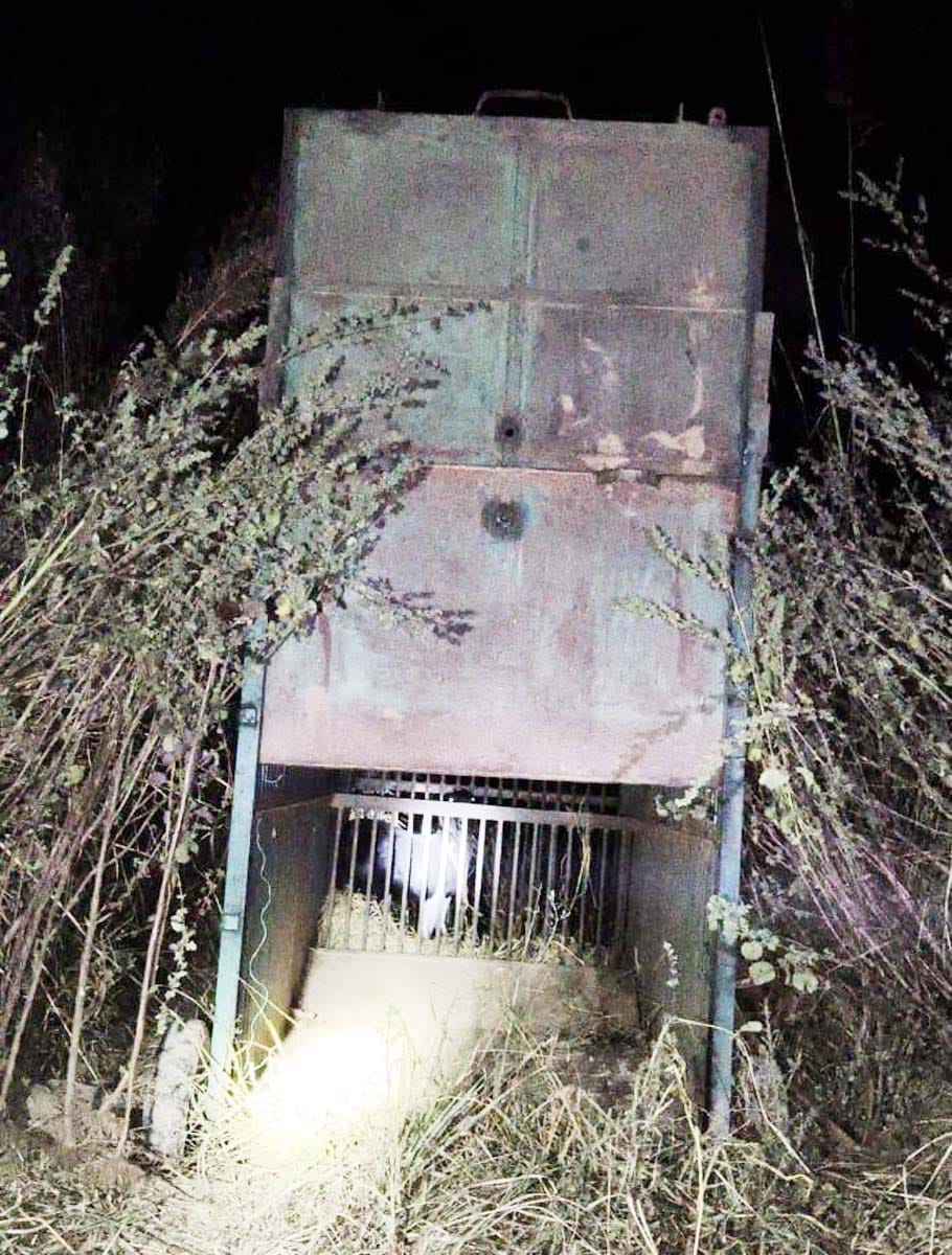 Three cameras were installed to track the location of the leopard.